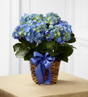 The FTD Blue Hydrangea Planter
