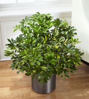 The FTD Schefflera Arboricola