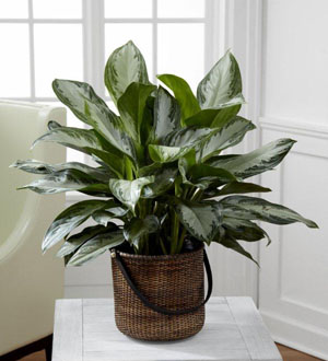 The FTD Chinese Evergreen
