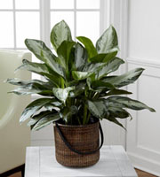 The FTD Chinese Evergreen