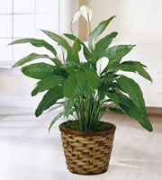 The FTD Spathiphyllum