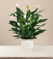 The FTD Comfort Planter