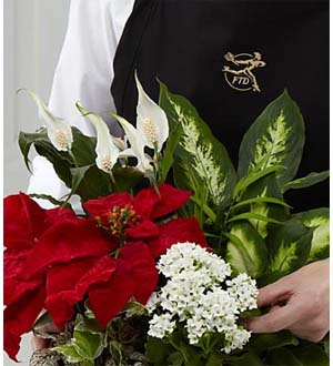 The FTD? Florist Designed Plants in a Basket
