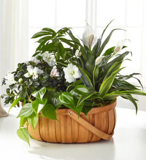 The FTD Serene Dishgarden